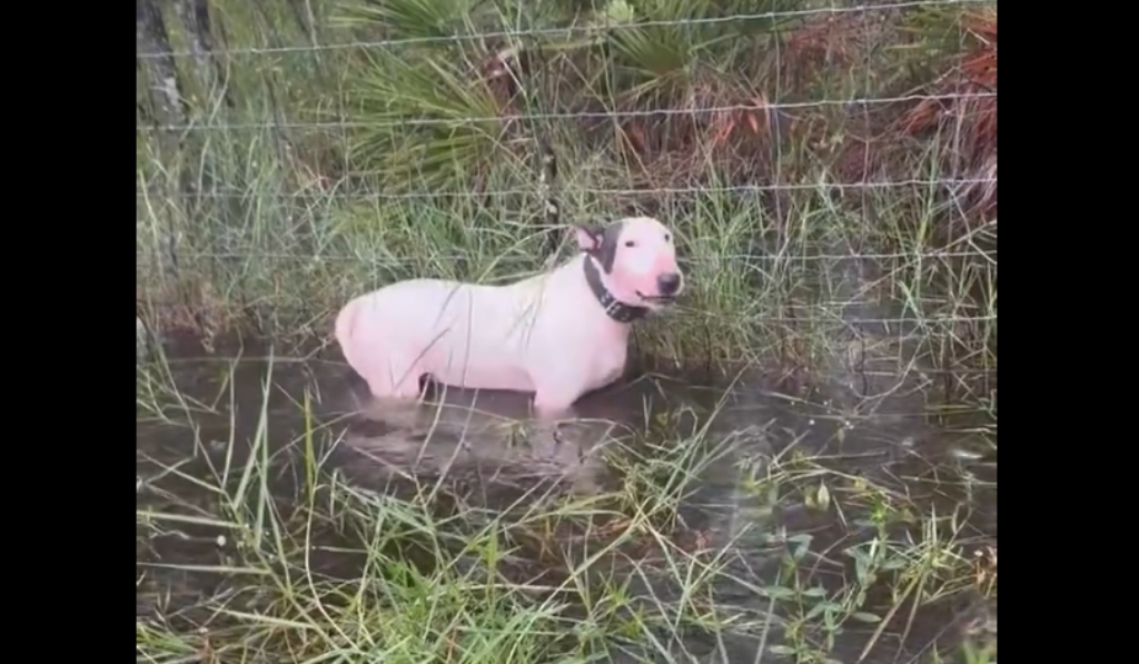 Hombre dejó a su perro amarrado a una valla antes de la llegada del huracán Milton