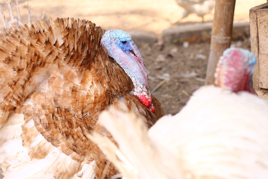 Pavos, Thanksgiving, Día de Acción de Gracias