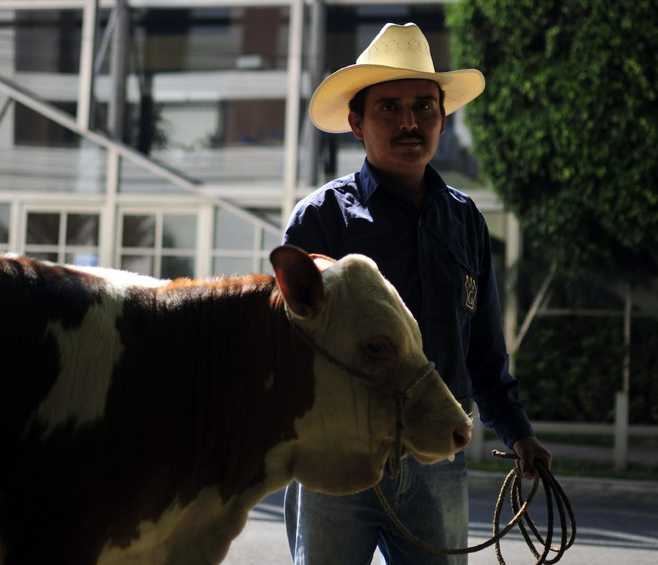 gusano barrenador del ganado