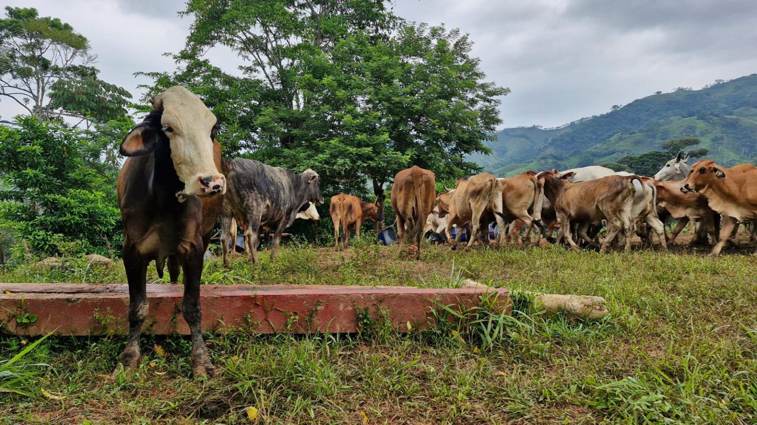 gusano barrenador del ganado