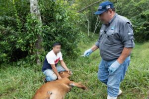 casos de gusano barrenador del ganado